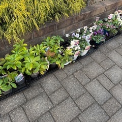 植木や花苗を差し上げますの画像