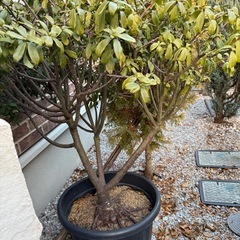 植木や花苗を差し上げますの画像
