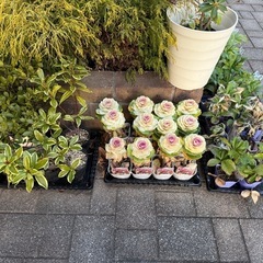 植木や花苗を差し上げますの画像