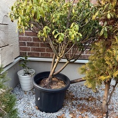 植木や花苗を差し上げますの画像