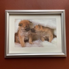 ペット   犬   イラスト   写真