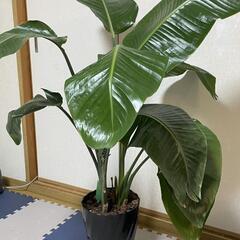【お話中】観葉植物