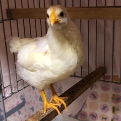 宮古島で、鶏飼ってる方、情報交換しましょう‼️