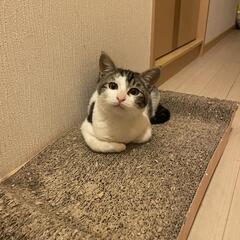 先住猫ちゃんのお友達に！