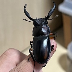 ディディエールシカクワガタ幼虫5匹セット