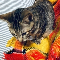 人懐っこい兄妹猫ちゃんの里親さんを探してます！