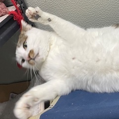 メール待ってるよ〜、白キジ♀ - 春日部市