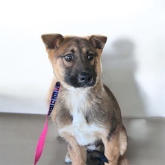 💕💕約3ヶ月の子犬里親緊急募集 - 福知山市