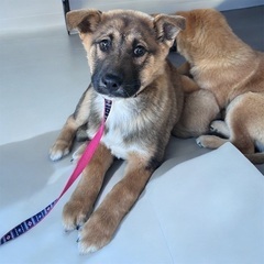 💕💕約3ヶ月の子犬里親緊急募集