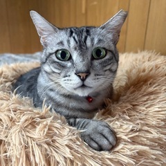 おとなしいサバ😽男の子　5/3譲渡会参加予定