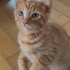 3〜４ヶ月の茶トラの子猫【オス】