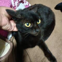 迷い猫(たぶん飼い猫だと思われます)の飼い主を探してます