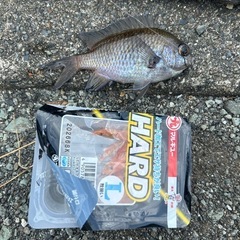 釣り竿などカワハギ　アオリイカ　ヒラメ　カレイ