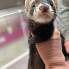 フェレットベビー　ブラックセーブルの男の子　ご見学、ご予約、ご家...