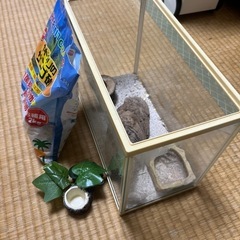 オカヤドカリ飼育セットの画像