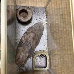 オカヤドカリ飼育セットの画像