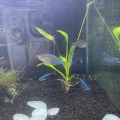 熱帯魚