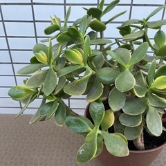 カゲツ(金のなる木)の画像