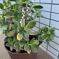 カゲツ(金のなる木)の画像