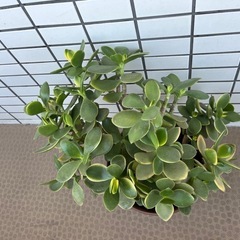 カゲツ(金のなる木)の画像