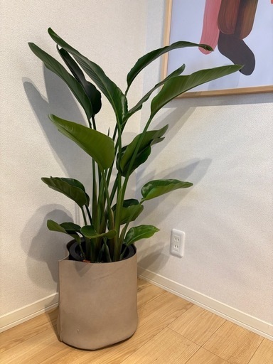 ストレリチア・オーガスタ　観葉植物