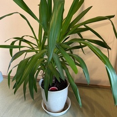 観葉植物
