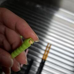 シリコン 菜箸 4膳【ジャンク品】の画像