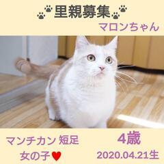 募集一時停止😍🐾短足マンチカン😻マロンちゃん🧡4歳❣️このフォル...