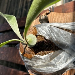 お譲り先が決まりました。ビカクシダ e-1 白ビフ 板付け 観葉植物 ガーデニングの画像