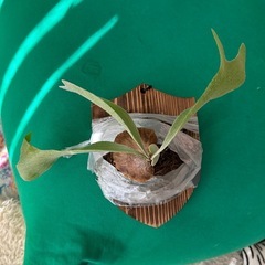 お譲り先が決まりました。ビカクシダ e-1 白ビフ 板付け 観葉植物 ガーデニングの画像