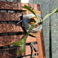 お譲り先が決まりました。ビカクシダ e-1 白ビフ 板付け 観葉植物 ガーデニングの画像