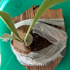 お譲り先が決まりました。ビカクシダ e-1 白ビフ 板付け 観葉植物 ガーデニングの画像