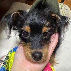犬友達募集中！ - 墨田区