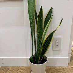 観葉植物　サンセベリアの画像