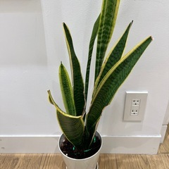 観葉植物　サンセベリアの画像
