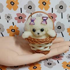 小さなバスケットカゴに入った小さなマルチーズちゃん　　羊毛の画像