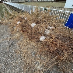 【焚き火 用 薪 マキ 代わりに】小枝　枯れ木 草 4-5ヶ月乾燥済み