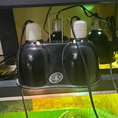 爬虫類 ライト（今月まで）