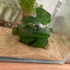 アヌビアスナナ付き流木差し上げます