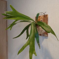 【お取引中】ビカクシダ プラティセリウム「ネザーランド」板付け ...