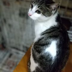 【トライアル決定】キジ白の猫ちゃん