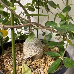フォッケア・エデュリス“火星人” 観葉植物の画像