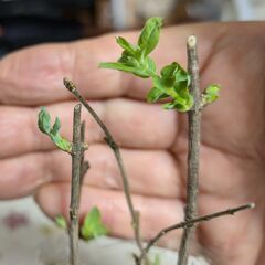 植物栽培の好きなひと、いませんか。
