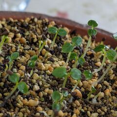 植物栽培の好きなひと、いませんか。 - 沼津市