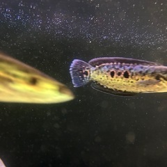 フラワートーマン　熱帯魚　鑑賞　古代の画像