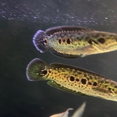 フラワートーマン　熱帯魚　鑑賞　古代の画像