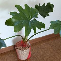 植物栽培の好きなひと、いませんか。 - 友達
