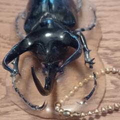 カブトムシ剥製の画像