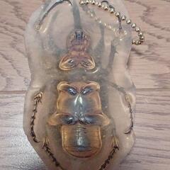 カブトムシ剥製の画像