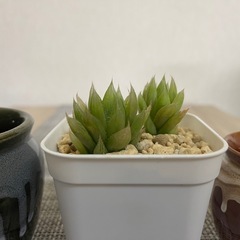 多肉植物ハオルチア青雲の舞2株陶器鉢付きの画像